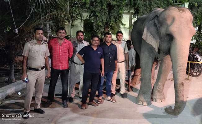 Missing Delhi Elephant, Laxmi, Found After Two Months; Mahout Detained
