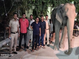 Missing Delhi Elephant, Laxmi, Found After Two Months; Mahout Detained Missing Delhi Elephant, Laxmi, Found After Two Months; Mahout Detained