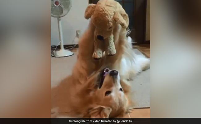 This Viral Video Of A Dog Playing With Her Stuffed Toy Is Pure Joy