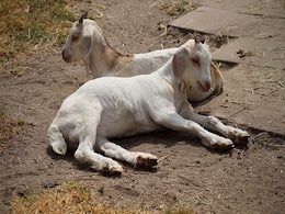 एक बकरी की मौत से कोयला कंपनी को लगा ढाई करोड़ से ज्यादा का चूना, सरकार का भी हुआ लाखों का नुकसान, जानिए क्या है वजह एक बकरी की मौत से कोयला कंपनी को लगा ढाई करोड़ से ज्यादा का चूना, सरकार का भी हुआ लाखों का नुकसान, जानिए क्या है वजह