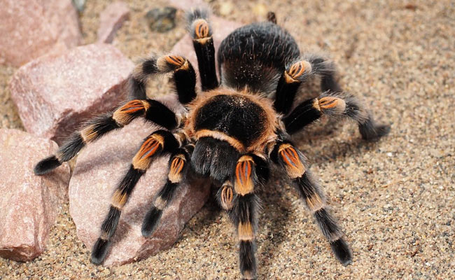 Man Caught Trying To Smuggle Nearly 100 Tarantula Spiders In Luggage