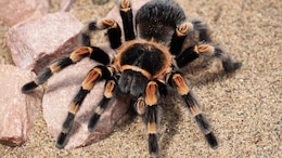 Tarantulas Disguised As Cookies: What German Customs Found In Vietnam Shipment