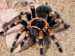 Tarantulas Disguised As Cookies: What German Customs Found In Vietnam Shipment Tarantulas Disguised As Cookies: What German Customs Found In Vietnam Shipment