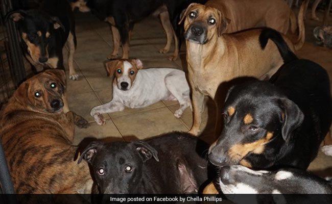 Woman Opens Up Home For 97 Dogs To Shelter Them From Hurricane Dorian