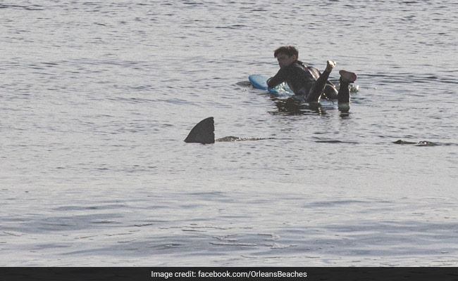 Photo Captures Surfer's Shockingly Close Encounter With Great White Shark