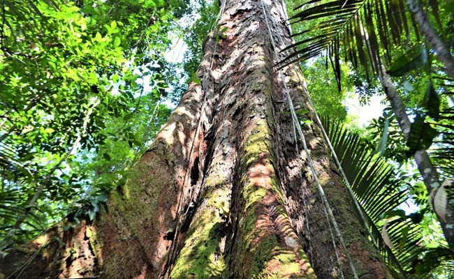 Amazon's "Tallest Tree" Safe From Fires, Say Scientists