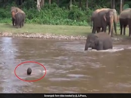 नदी में शख्स को 'डूबता' देख पानी में उतर गया हाथी का बच्चा, किया ऐसा... देखें Viral Video नदी में शख्स को 'डूबता' देख पानी में उतर गया हाथी का बच्चा, किया ऐसा... देखें Viral Video