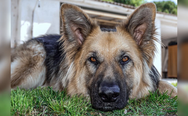 7-Year-Old Attacked By "Aggressive" German Shepherd In London, Police Look For Dog's Owner
