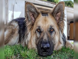 7-Year-Old Attacked By "Aggressive" German Shepherd In London, Police Look For Dog's Owner 7-Year-Old Attacked By "Aggressive" German Shepherd In London, Police Look For Dog's Owner