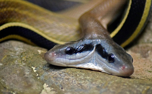 जंगल में घूमता दिखा 2 सिर और चार आंख वाला सांप, देखते ही शख्स का हुआ बुरा हाल