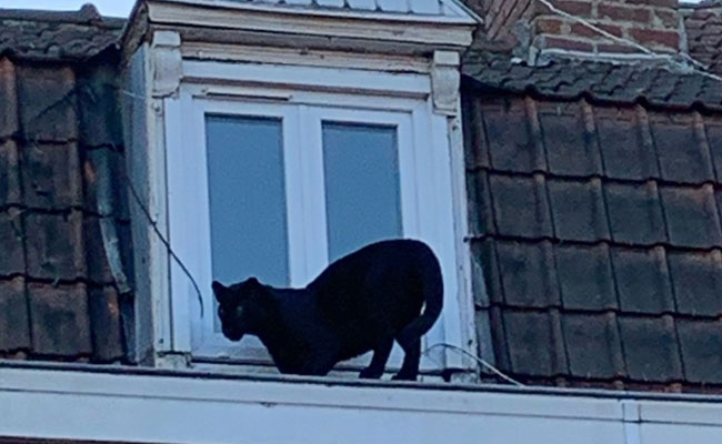 Panther, Rescued After Being Seen On Rooftops In France, Stolen From Zoo