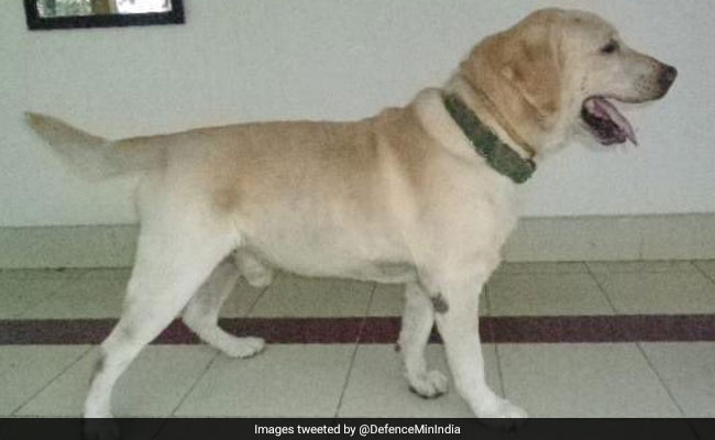 Rajnath Singh Condoles Death Of 9-Year-Old Indian Army Dog
