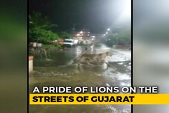 7 Lions Found Roaming In Gujarat's Junagadh, Video Is Viral 7 Lions Found Roaming In Gujarat's Junagadh, Video Is Viral