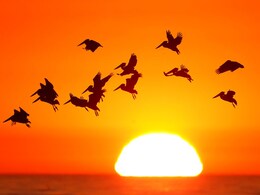 Several Birds In Gurgaon Suffer Heatstroke, Admitted To Avian Hospital Several Birds In Gurgaon Suffer Heatstroke, Admitted To Avian Hospital