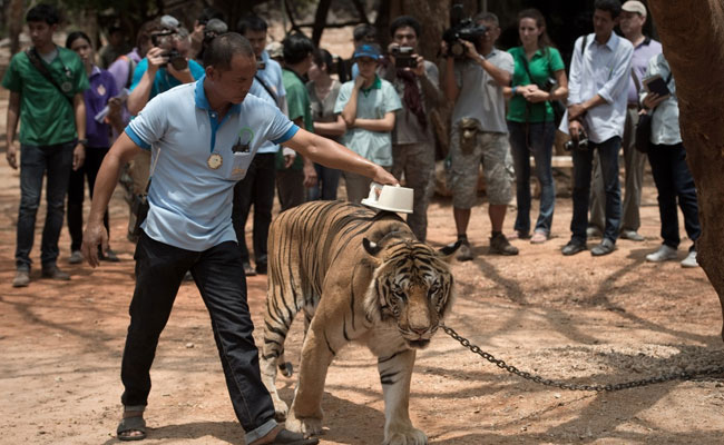Thai Temple Tigers With Serious Symptoms To Be Operated: Doctors