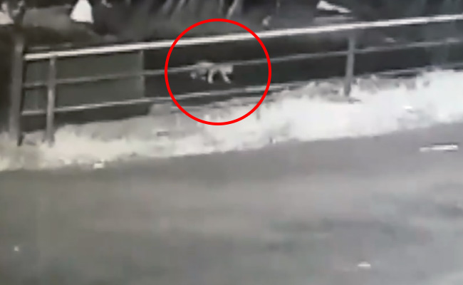 Watch: Baby Crawls On Kerala Road After Falling Off SUV As Parents Doze Off