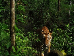 Scores Of Tigers Rescued From Infamous Thai Temple Have Died: Report Scores Of Tigers Rescued From Infamous Thai Temple Have Died: Report