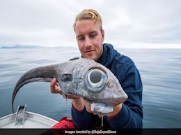 "Dinosaur-Like" Fish With Bulging Eyes Caught In Norway. Pic Is Viral "Dinosaur-Like" Fish With Bulging Eyes Caught In Norway. Pic Is Viral