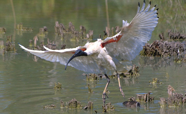 Swooping Magpie Causes Fatal Bike Accident In Australia