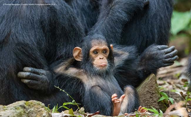The Funniest, Most Adorable Pics From Comedy Wildlife Awards 2019