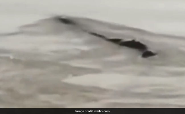 Viral: Mysterious 65-Foot 'Monster', Spotted In River, Turns Out To Be...