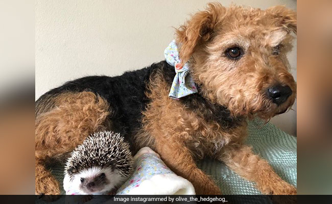 This Dog And Hedgehog Are BFFs And They're Taking Instagram By Storm