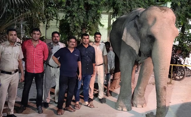 दिल्ली के आखिरी हाथी को लेकर भाग गया था महावत, पुलिस ने किया बरामद