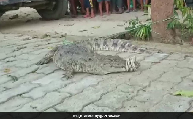 Crocodile Strays Into Residential Area In UP, Rescued A Day Later