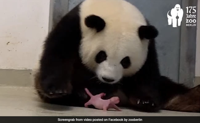 Berlin Zoo Celebrates Rare Birth Of Panda Twins