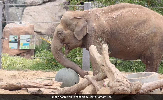 Indian Elephant "Little Mac" Euthanised In California Zoo