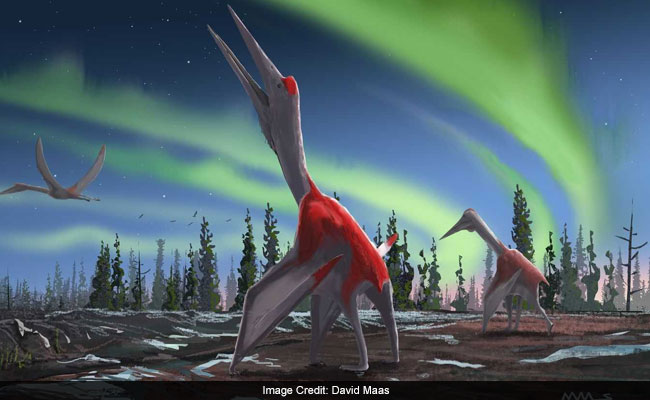"Frozen Dragon Of North Wind" Among Largest Flying Animals: Scientists
