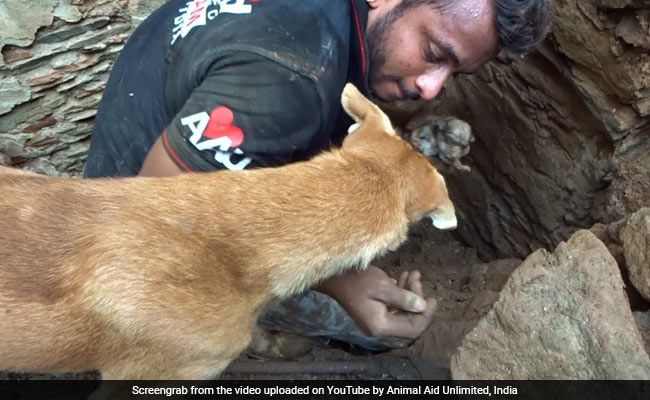 मलबे में दब गए थे कुत्ते के पिल्ले, रोती रही मां तो शख्स ने ऐसे निकाला बाहर, देखें VIDEO