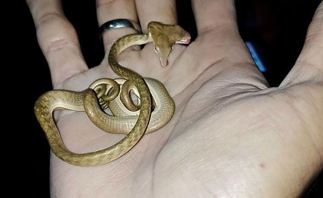Two-Headed Snake, Fitting Palm Of Hand, Spotted In Indonesia