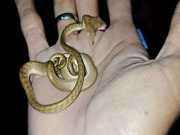 Two-Headed Snake, Fitting Palm Of Hand, Spotted In Indonesia Two-Headed Snake, Fitting Palm Of Hand, Spotted In Indonesia