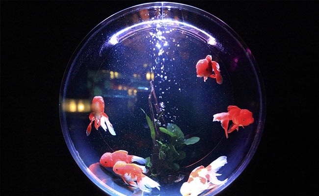 7 Fish Tanks For When You Get A New Pet