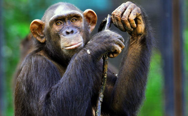 Chimpanzees Utilise A Variety Of Stone Tools To Break Various Nuts: Study