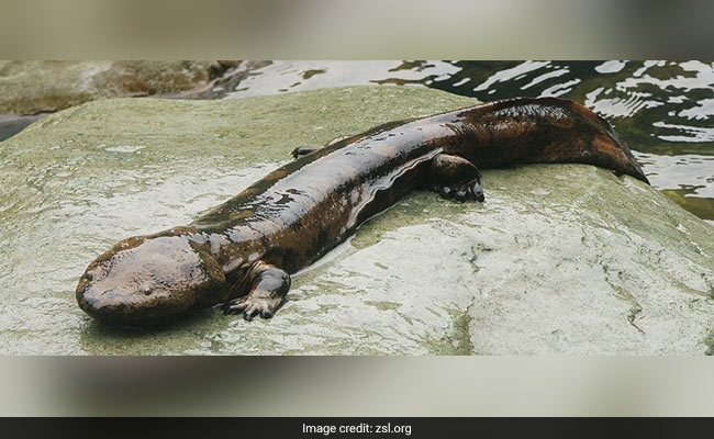 Biggest Salamander In The World