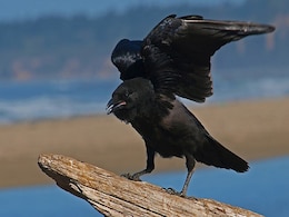 3 साल से इस शख्स की जान के पीछे पड़ा कौआ, लेना चाहता है बच्चे की मौत का बदला 3 साल से इस शख्स की जान के पीछे पड़ा कौआ, लेना चाहता है बच्चे की मौत का बदला