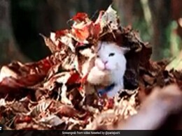 Twitter Celebrates Equinox Day With Funny Posts Twitter Celebrates Equinox Day With Funny Posts