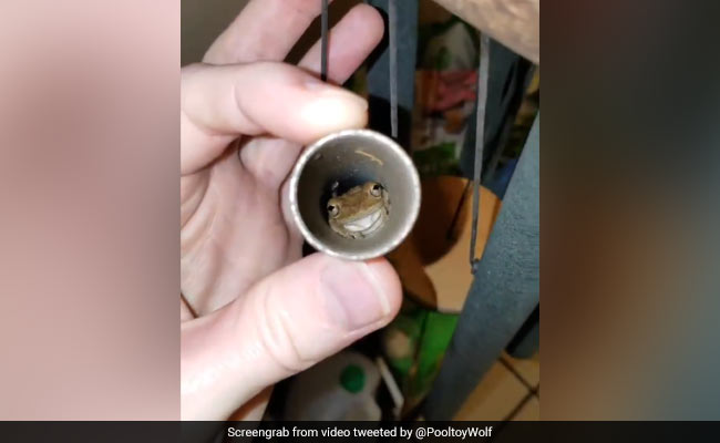 Viral: Florida Frogs Take Refuge From Hurricane Dorian In Wind Chimes
