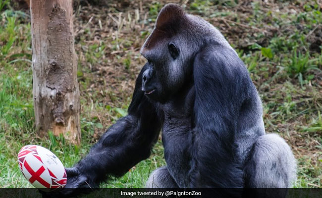 A Gorilla Plays Rugby In This Delightful Video. Watch