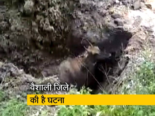 बिहार में नील गाय की बेरहमी से हत्या