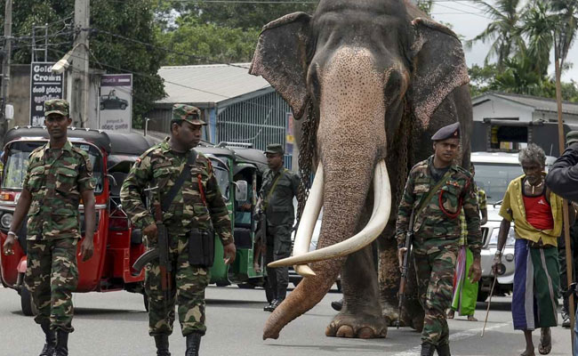 This Elephant Has 24X7 Security Escort When He Moves