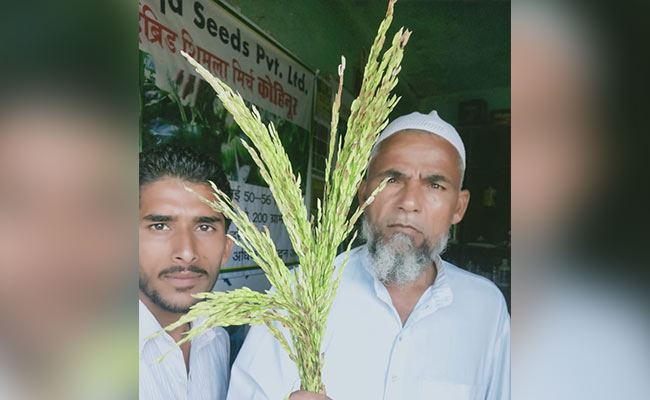 चीन के खराब बीज से सैकड़ों किसान तबाह, फसल तो लगी लेकिन 'धान' है नदारद