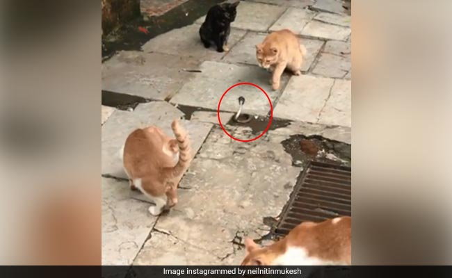 Four Cats Fight A Snake In This Shocking Video