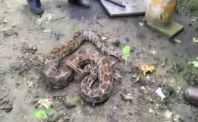 10-Foot Long Python, Hidden In Bushes, Rescued In Gujarat