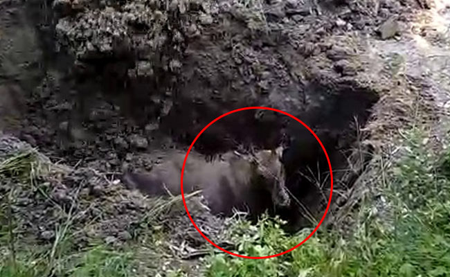 वन विभाग की करतूत देखिए, नीलगायों को जिंदा दफन कर दिया