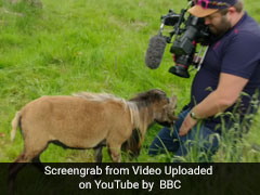 Angry Goat Smacks BBC Cameraman In Viral Video, Internet In Splits