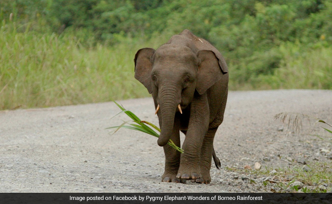 Borneo Pygmy Elephant Shot 70 Times, Tusks Removed
