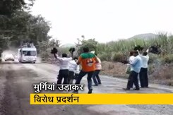 फडणवीस की जनादेश यात्रा के दौरान मुर्गियां छोड़कर जताया विरोध फडणवीस की जनादेश यात्रा के दौरान मुर्गियां छोड़कर जताया विरोध